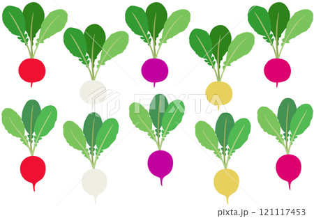イラスト素材：ラディッシュ　カラフルな二十日大根のセット 121117453