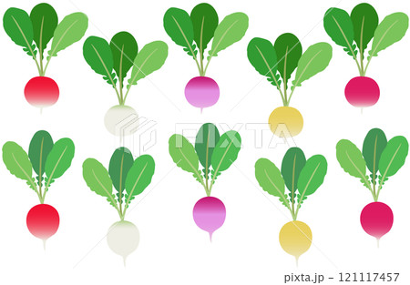 イラスト素材：ラディッシュ　カラフルな二十日大根のセット 121117457