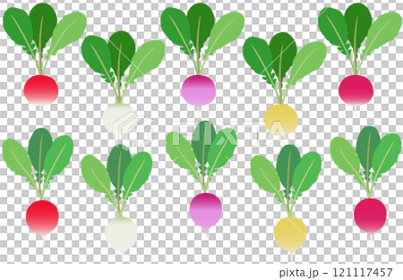 イラスト素材：ラディッシュ　カラフルな二十日大根のセット 121117457