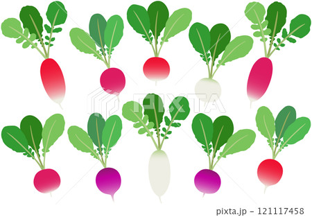 イラスト素材:ラディッシュ いろいろな色や形の二十日大根のセット イラスト素材:ラディッシュ いろいろな色や形の二十日大根のセット 121117458
