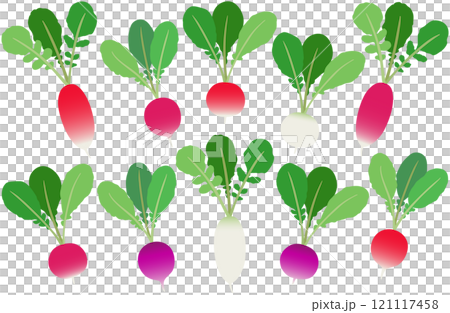 插畫素材：蘿蔔，一套二十天的蘿蔔，各種顏色和形狀 121117458