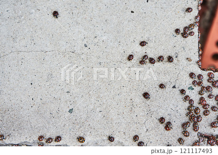 ladybug on a gray wall, insect invasion ladybug on a gray wall, insect invasion 121117493