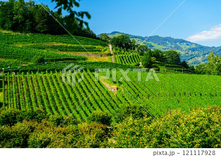 Explore the Stunning Vineyards of Schloss Spiez on the Shores of Lake Thun, Switzerland Explore the Stunning Vineyards of Schloss Spiez on the Shores of Lake Thun, Switzerland 121117928