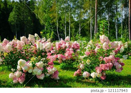 Vibrant Hydrangea flowers in full bloom at a garden in Bruges, Belgium Vibrant Hydrangea flowers in full bloom at a garden in Bruges, Belgium 121117943