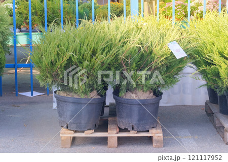 Juniper seedlings are sold in store. Potted evergreen tree seedlings. Seedlings of coniferous plants for landscape design. Sunny day. 121117952