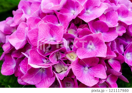 Close-up of a bountiful cluster of bright pink hydrangea flowers. Close-up of a bountiful cluster of bright pink hydrangea flowers. 121117980