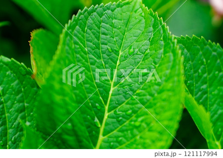 Close-Up of a Fresh Green Leaf with Water Drops, Showcasing Nature s Beauty and Texture. 121117994