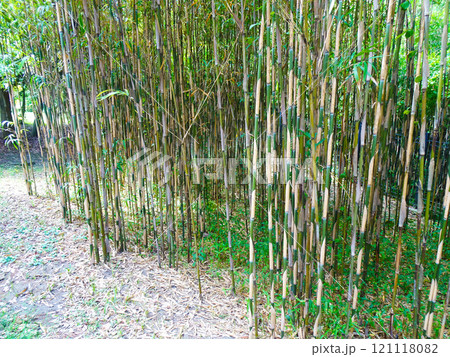 旧吉田茂邸の竹林（神奈川県大磯町） 121118082