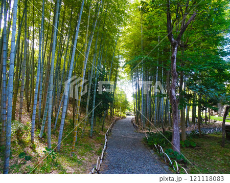 旧吉田茂邸の竹林（神奈川県大磯町） 121118083