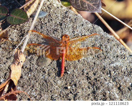 岩に留まるキトンボ 岩に留まるキトンボ 121118623