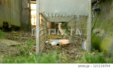 Trap cage on least weasel Mustela nivalis pest box bacon in bushes near barns, cowsheds, farm buildings. Illegal law hunting removal hunter. Camouflaged bushes shrubs, european pine marten Europe 121118704