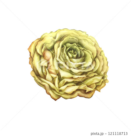 Yellow rose isolated on white background. Beautiful watercolor illustration template for wedding, birthday, mother's day, gift, wallpaper, stickers, scrapbooking 121118713