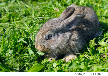 Lovely baby rabbit bunny sitting on green grass nature background. 121118738