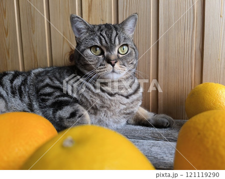 Scottish straight-eared grey striped cat. High quality photos Scottish straight-eared grey striped cat. High quality photos 121119290