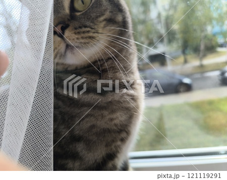 Scottish straight-eared grey striped cat. High quality photos Scottish straight-eared grey striped cat. High quality photos 121119291