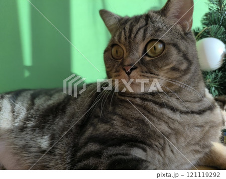 Scottish straight-eared grey striped cat. High quality photos 121119292