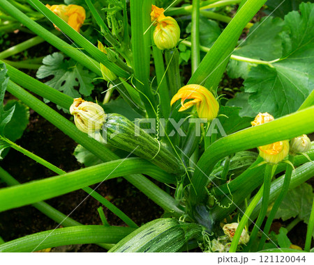 Zucchini with flower and fruit growing on bush. Zucchini with flower and fruit growing on bush. 121120044