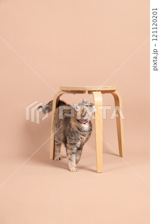 Cat in Studio 121120201