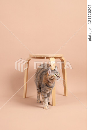 Cat in Studio Cat in Studio 121120202