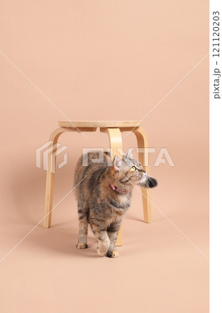 Cat in Studio Cat in Studio 121120203