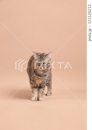 Cat in Studio Cat in Studio 121120213