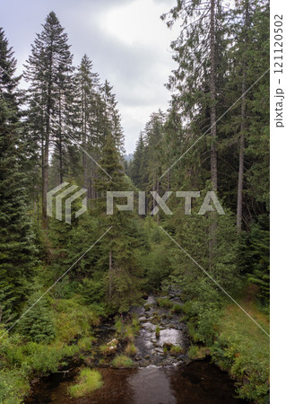 Forest stream with tall trees Forest stream with tall trees 121120502