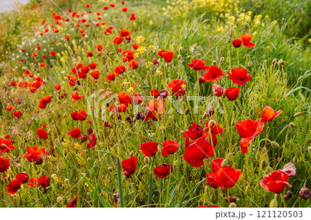 Field of vibrant red poppies Field of vibrant red poppies 121120503