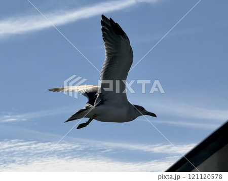 Black Tailed Gull Black Tailed Gull 121120578