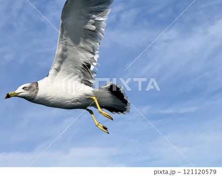 Black Tailed Gull 121120579