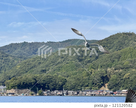 Black Tailed Gull 121120582