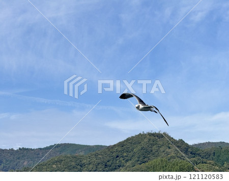 Black Tailed Gull 121120583