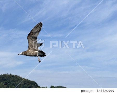 Black Tailed Gull 121120595