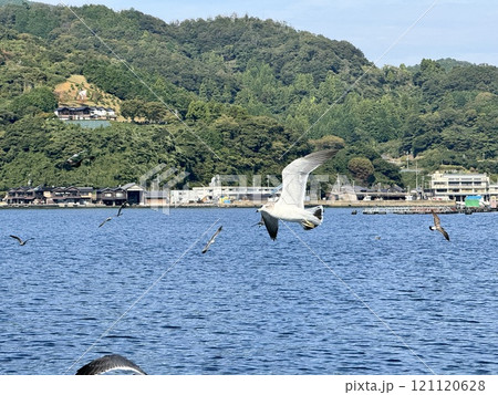 Black Tailed Gull 121120628