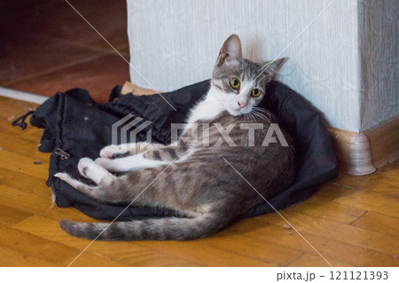 Cute domestic pet. Tabby cat at home 121121393