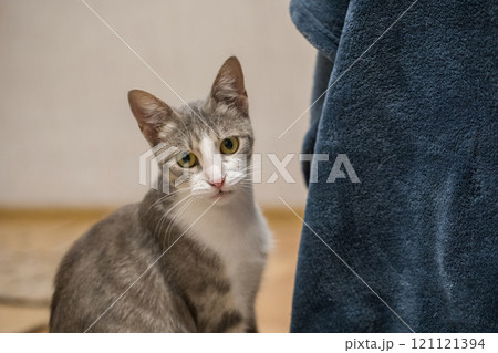 Adorable tricolor cat pet posing indoor Adorable tricolor cat pet posing indoor 121121394
