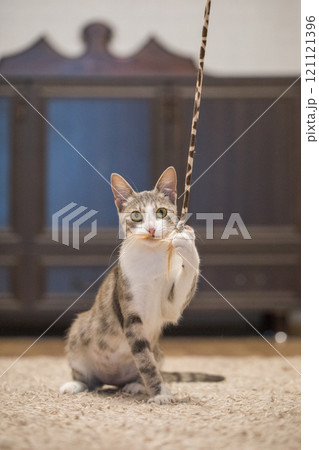 Adorable cat plays with a cat feather toy at home Adorable cat plays with a cat feather toy at home 121121396
