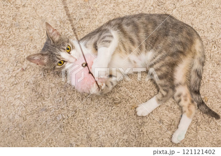 Playful cat pet plays with a fluffy ball toy at home 121121402