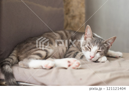 Fluffy cat pet sleeping at home 121121404