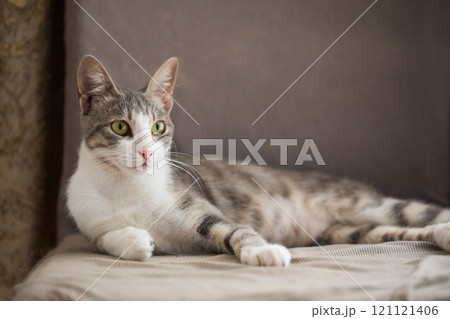 Domestic Gray Tabby Cat with Yellow Eyes Relaxing Peacefully 121121406