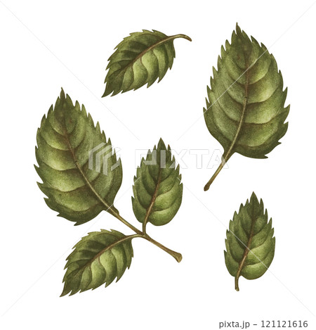 Set of green rose flower leaves, flower stems isolated on white background. Hand drawn watercolor illustration template for wedding, birthday, mother's day, gift, wallpaper, stickers, scrapbooking 121121616