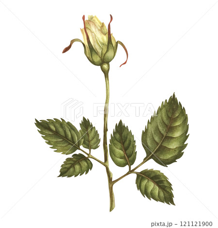 Beautiful yellow buds, green leaves, flower stems isolated on white background. Watercolor illustration template for wedding, birthday, mother's day, gift, wallpaper, stickers, scrapbook Beautiful yellow buds, green leaves, flower stems isolated on white background. Watercolor illustration template for wedding, birthday, mother's day, gift, wallpaper, stickers, scrapbook 121121900