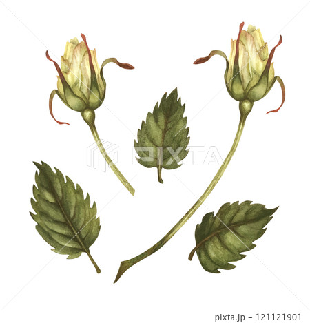 Beautiful yellow buds, green leaves, flower stems isolated on white background. Watercolor illustration template for wedding, birthday, mother's day, gift, wallpaper, stickers, scrapbook Beautiful yellow buds, green leaves, flower stems isolated on white background. Watercolor illustration template for wedding, birthday, mother's day, gift, wallpaper, stickers, scrapbook 121121901