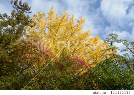 北野天満宮 境内の紅葉 京都市上京区 北野天満宮 境内の紅葉 京都市上京区 121122155