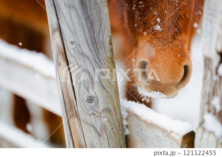 冬の道産子 121122455