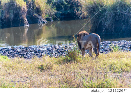 Male lion in the Serengeti 121122674