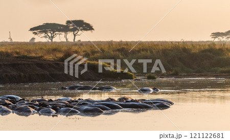 Hippo pool in the Serengeti Hippo pool in the Serengeti 121122681