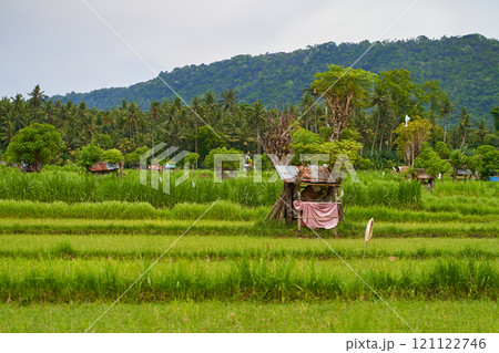 An old rickety straw hut of field workers stands in a rice paddy on the island of Bali. Panorama of the amazing landscape of Asian rice terraces. 121122746