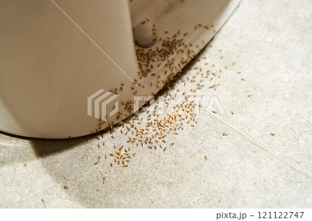 A colony of ants hides their eggs under the toilet in the bathroom. The problem with insects in the house. 121122747