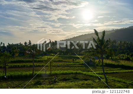 Panorama of the amazing landscape of Asian rice terraces. Palm trees in a rice paddy on the island of Bali. A view of the bright green rice fields. 121122748