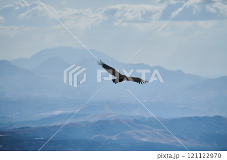 Eagle soaring above mountain landscape under a bright blue sky Eagle soaring above mountain landscape under a bright blue sky 121122970